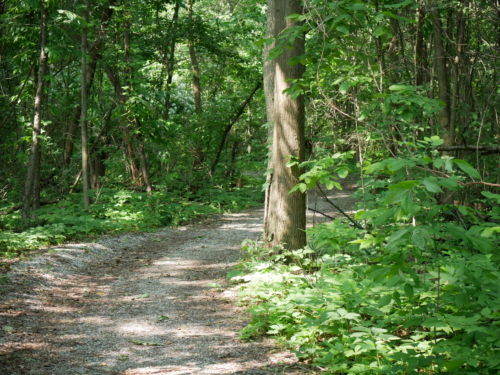 2023-06-10 Andrew Murray ONeil Memorial Woods