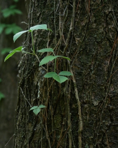 2023-06-10 Andrew Murray ONeil Memorial Woods