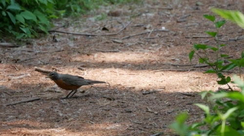 2023-06-10 Andrew Murray ONeil Memorial Woods