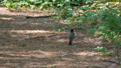 2023-06-10 Andrew Murray ONeil Memorial Woods