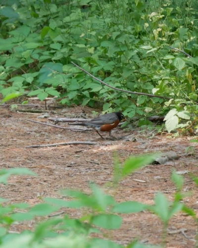 2023-06-10 Andrew Murray ONeil Memorial Woods