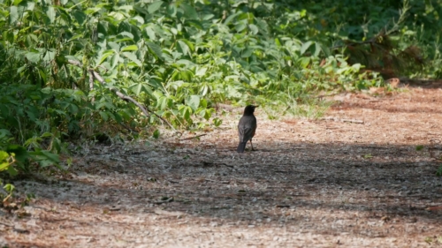 2023-06-10 Andrew Murray ONeil Memorial Woods