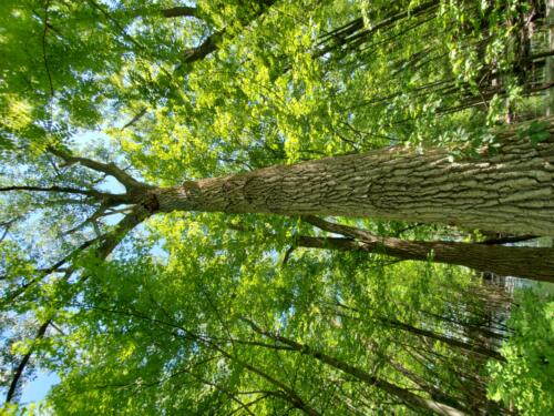 Big O Conservation Area - Comber, Ontario, Canada