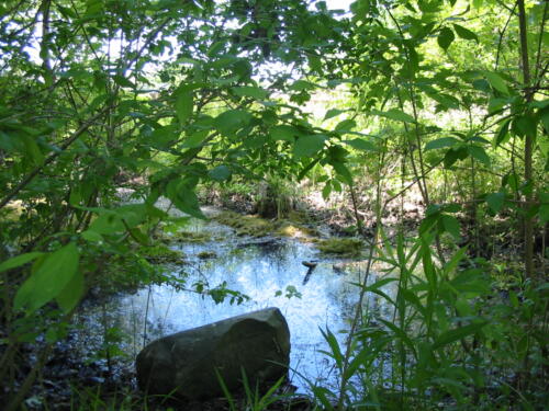 Big O Conservation Area - Comber, Ontario, Canada