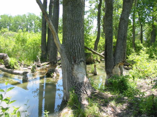 Big O Conservation Area - Comber, Ontario, Canada