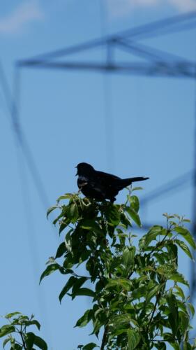 Big O Conservation Area - Comber, Ontario, Canada