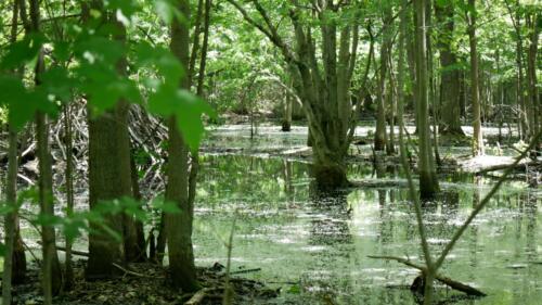 Big O Conservation Area - Comber, Ontario, Canada