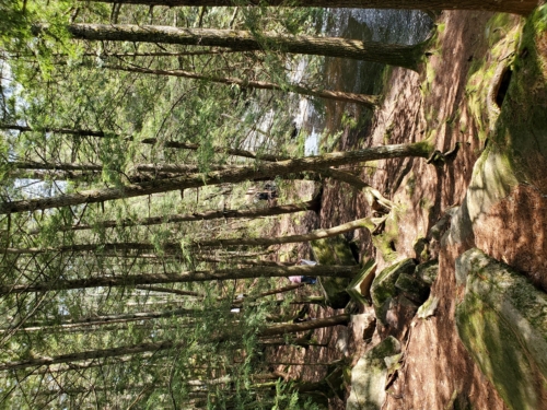 Bracebridge, Ontario. High Falls, Potts Falls, and Little High Falls