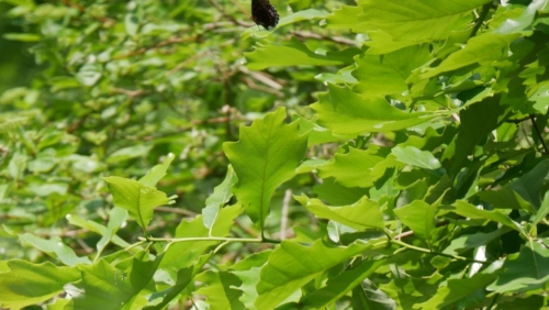 Hillman Marsh Conservation Area 2023-06-11