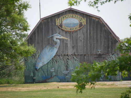 Hillman Marsh Conservation Area 2023-06-11