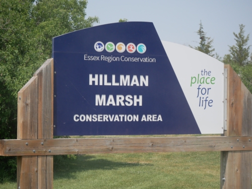 Hillman Marsh Conservation Area 2023-06-11