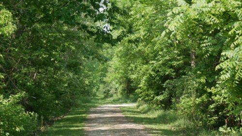 Hillman Marsh Conservation Area 2023-06-11