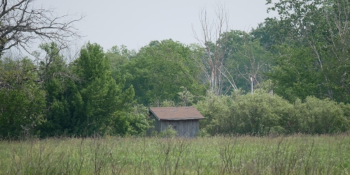 Hillman Marsh Conservation Area 2023-06-11