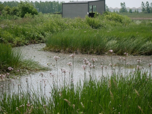 Hillman Marsh Conservation Area 2023-06-11