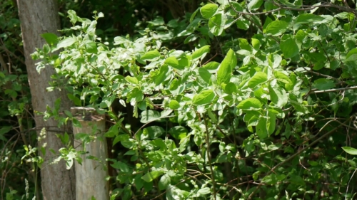 Hillman Marsh Conservation Area 2023-06-11