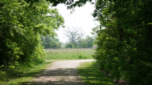 Hillman Marsh Conservation Area 2023-06-11