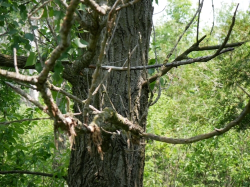 Hillman Marsh Conservation Area 2023-06-11