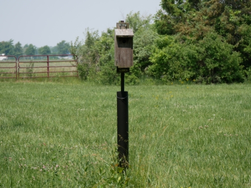 Hillman Marsh Conservation Area 2023-06-11