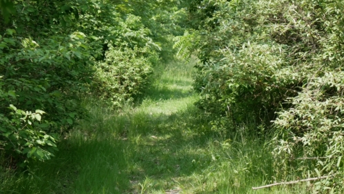 Hillman Marsh Conservation Area 2023-06-11