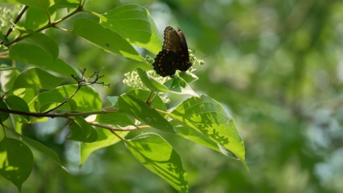 Hillman Marsh Conservation Area 2023-06-11