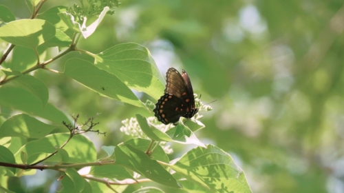 Hillman Marsh Conservation Area 2023-06-11