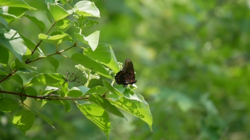 Hillman Marsh Conservation Area 2023-06-11