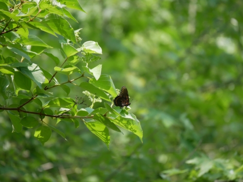 Hillman Marsh Conservation Area 2023-06-11