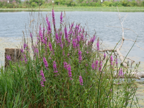 Holiday Beach Conservation Area Aug 1, 2021