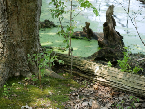 Holiday Beach Conservation Area Aug 1, 2021