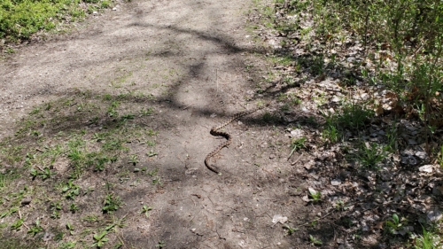 2022-05-08 Spring Garden Natural Area - Windsor Ontario