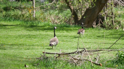 2022-05-08 Spring Garden Natural Area - Windsor Ontario