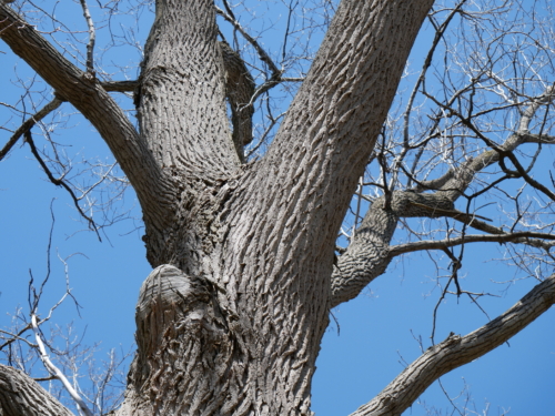 2022-05-08 Spring Garden Natural Area - Windsor Ontario