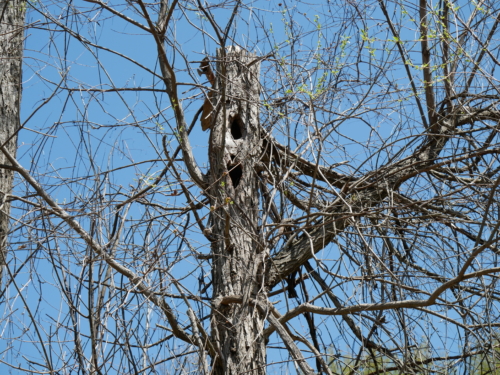 2022-05-08 Spring Garden Natural Area - Windsor Ontario