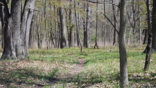 2022-05-08 Spring Garden Natural Area - Windsor Ontario