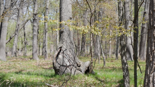 2022-05-08 Spring Garden Natural Area - Windsor Ontario