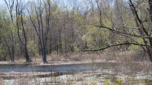 2022-05-08 Spring Garden Natural Area - Windsor Ontario