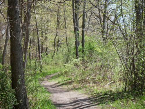 2022-05-08 Spring Garden Natural Area - Windsor Ontario