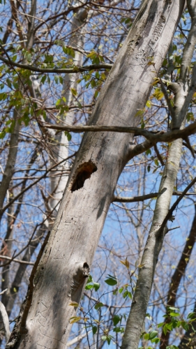 2022-05-08 Spring Garden Natural Area - Windsor Ontario