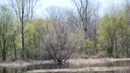 2022-05-08 Spring Garden Natural Area - Windsor Ontario