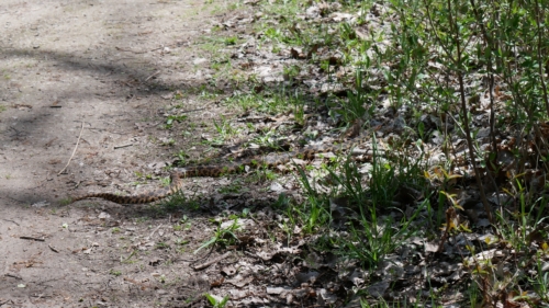 2022-05-08 Spring Garden Natural Area - Windsor Ontario