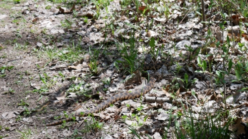 2022-05-08 Spring Garden Natural Area - Windsor Ontario