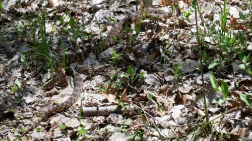 2022-05-08 Spring Garden Natural Area - Windsor Ontario