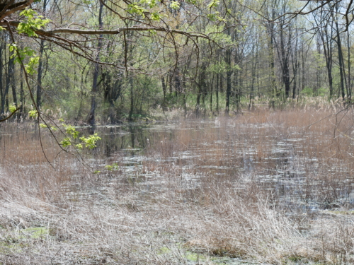 2022-05-08 Spring Garden Natural Area - Windsor Ontario