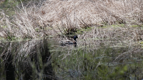 2022-05-08 Spring Garden Natural Area - Windsor Ontario