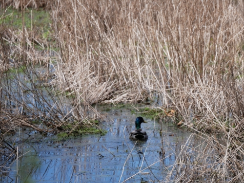 2022-05-08 Spring Garden Natural Area - Windsor Ontario