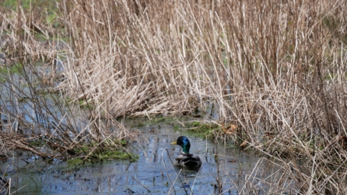 2022-05-08 Spring Garden Natural Area - Windsor Ontario