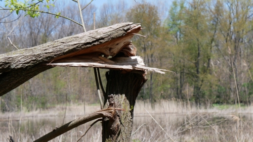 2022-05-08 Spring Garden Natural Area - Windsor Ontario