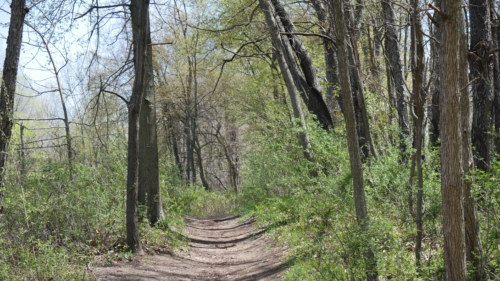 2022-05-08 Spring Garden Natural Area - Windsor Ontario