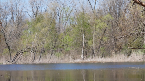 2022-05-08 Spring Garden Natural Area - Windsor Ontario