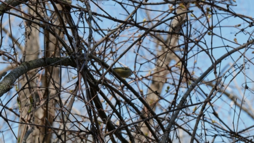 2022-05-08 Spring Garden Natural Area - Windsor Ontario